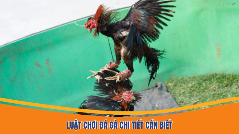 Luật chơi đá gà chi tiết cần biết Luật chơi đá gà chi tiết cần biết