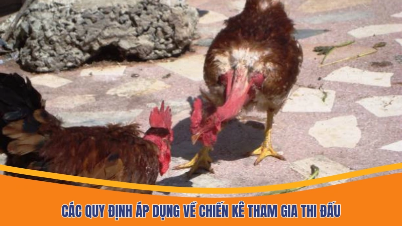 Các quy định áp dụng về chiến kê tham gia thi đấu Các quy định áp dụng về chiến kê tham gia thi đấu