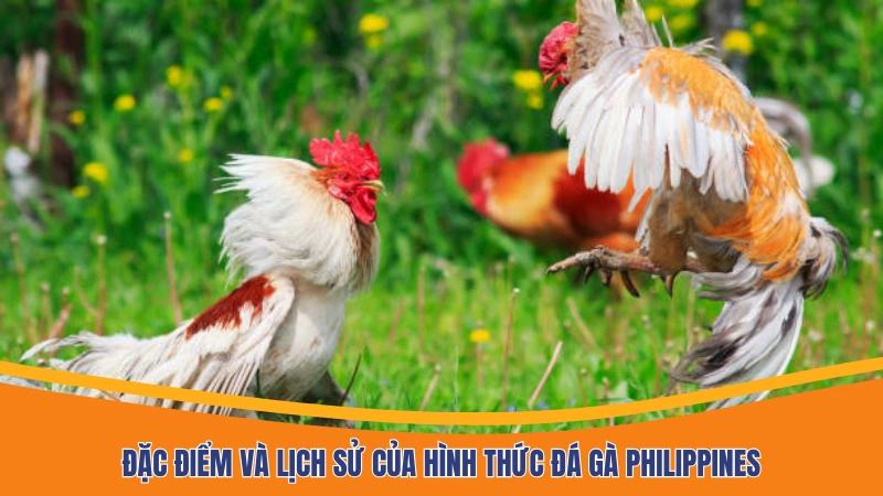Đặc điểm và lịch sử của hình thức đá gà Philippines Đặc điểm và lịch sử của hình thức đá gà Philippines