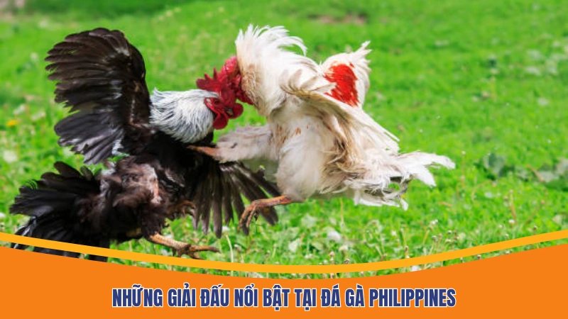 Những giải đấu nổi bật tại đá gà Philippines Những giải đấu nổi bật tại đá gà Philippines