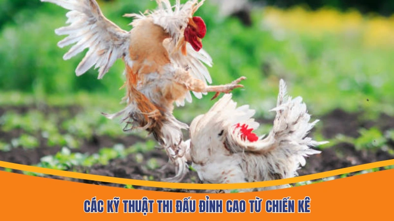 Các kỹ thuật thi đấu đỉnh cao từ chiến kê Các kỹ thuật thi đấu đỉnh cao từ chiến kê