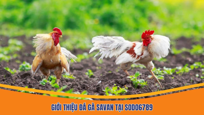 Giới thiệu đá gà Savan trực tiếp Giới thiệu đá gà Savan trực tiếp
