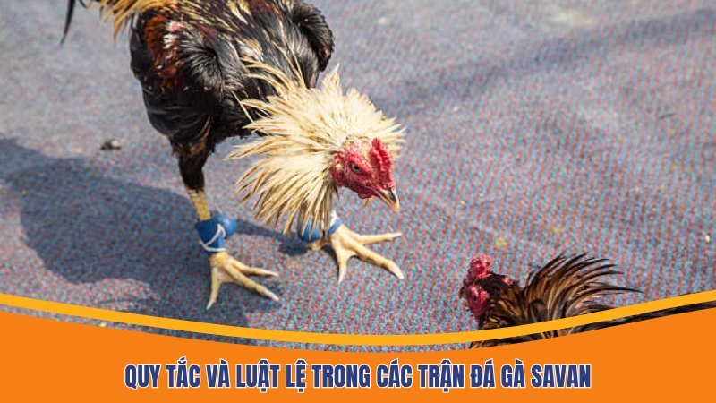 Quy tắc và luật lệ trong các trận đá gà Savan Quy tắc và luật lệ trong các trận đá gà Savan