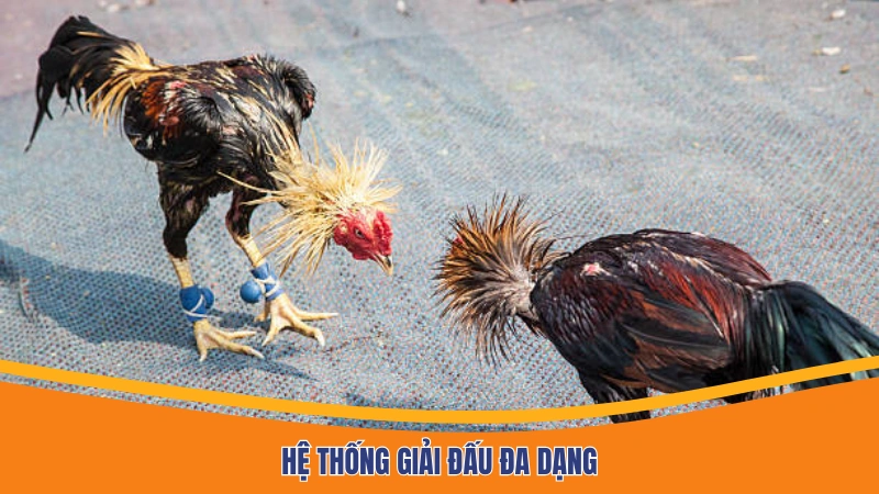 Hệ thống giải đấu đa dạng Hệ thống giải đấu đa dạng