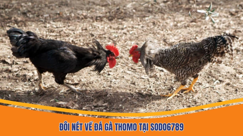 Đôi nét về đá gà Thomo trực tiếp Đôi nét về đá gà Thomo trực tiếp