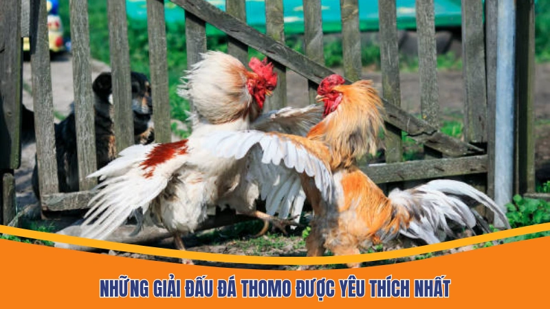 Những giải đấu đá Thomo được yêu thích nhất Những giải đấu đá Thomo được yêu thích nhất
