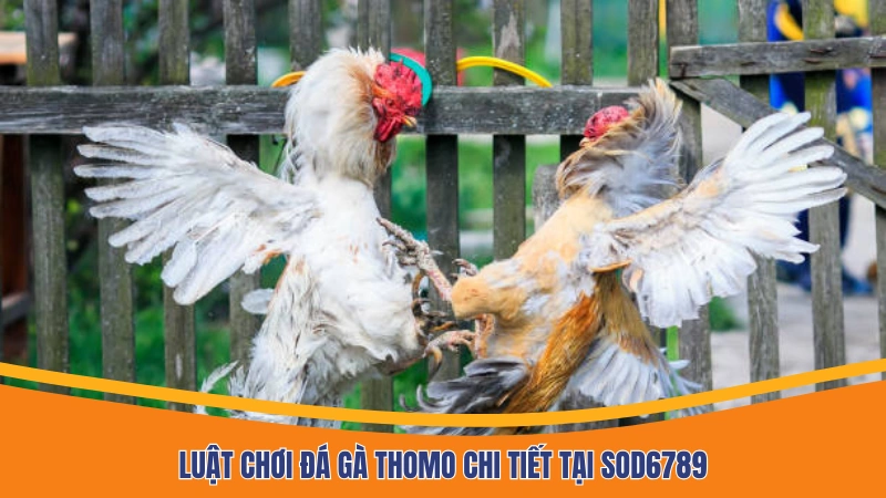 Luật chơi đá gà Thomo chi tiết Luật chơi đá gà Thomo chi tiết